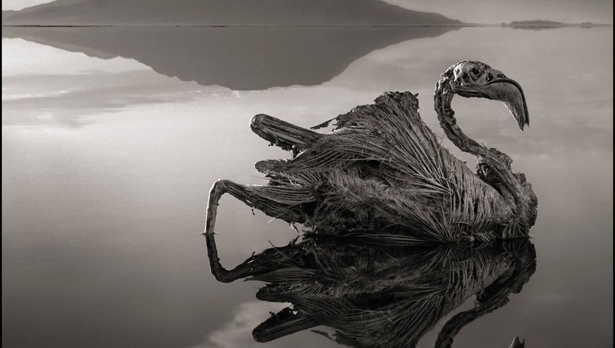 Petrified Flamingo © Nick Brandt. Courtesy of Edwynn Houk Gallery, New York