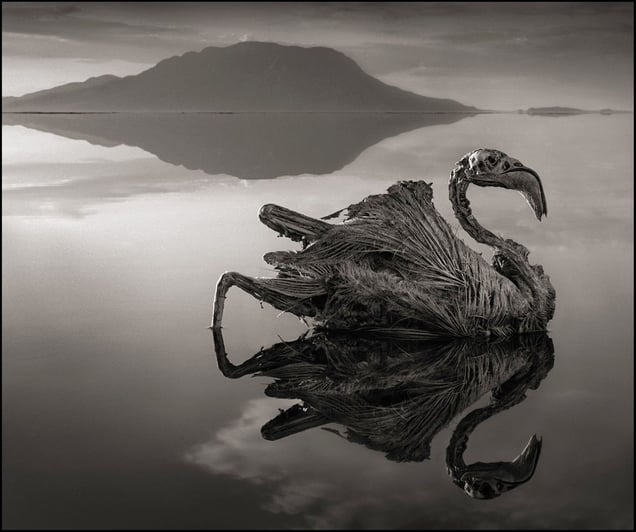 Petrified Flamingo © Nick Brandt. Courtesy of Edwynn Houk Gallery, New York