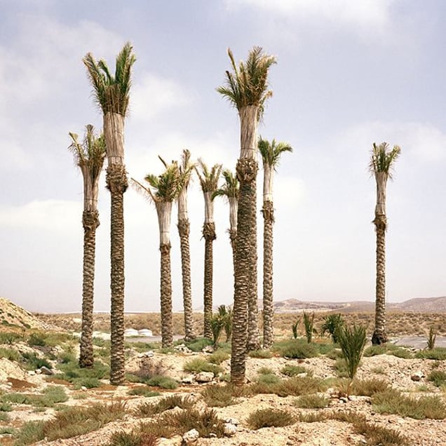 Palms, El Alquián, Almería. © Reinaldo Loureiro