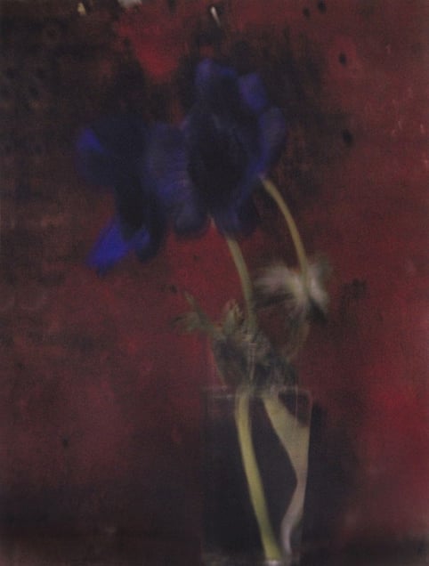 Deux anémones, 2014 © Sarah Moon, Camera Obscura