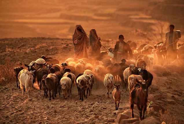 Thula, Yemen: At sunset the shepherds lead their sheep and goats home. © Matjaz Krivic