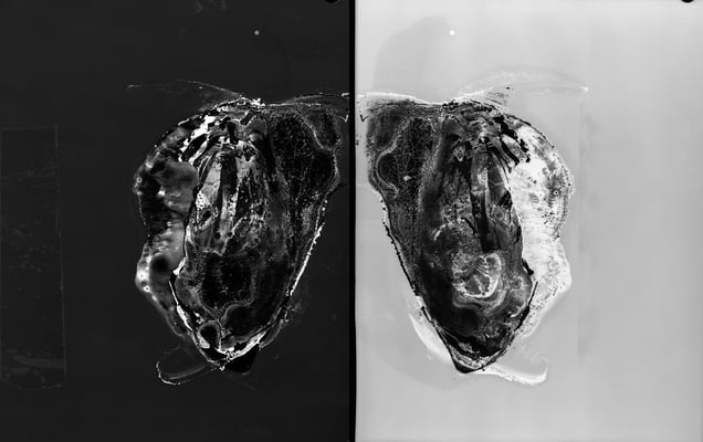 Untitled No. 40 (Rorschach) © Claire A. Warden