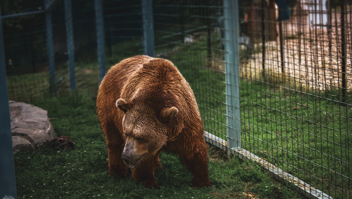 Grizzly Bear