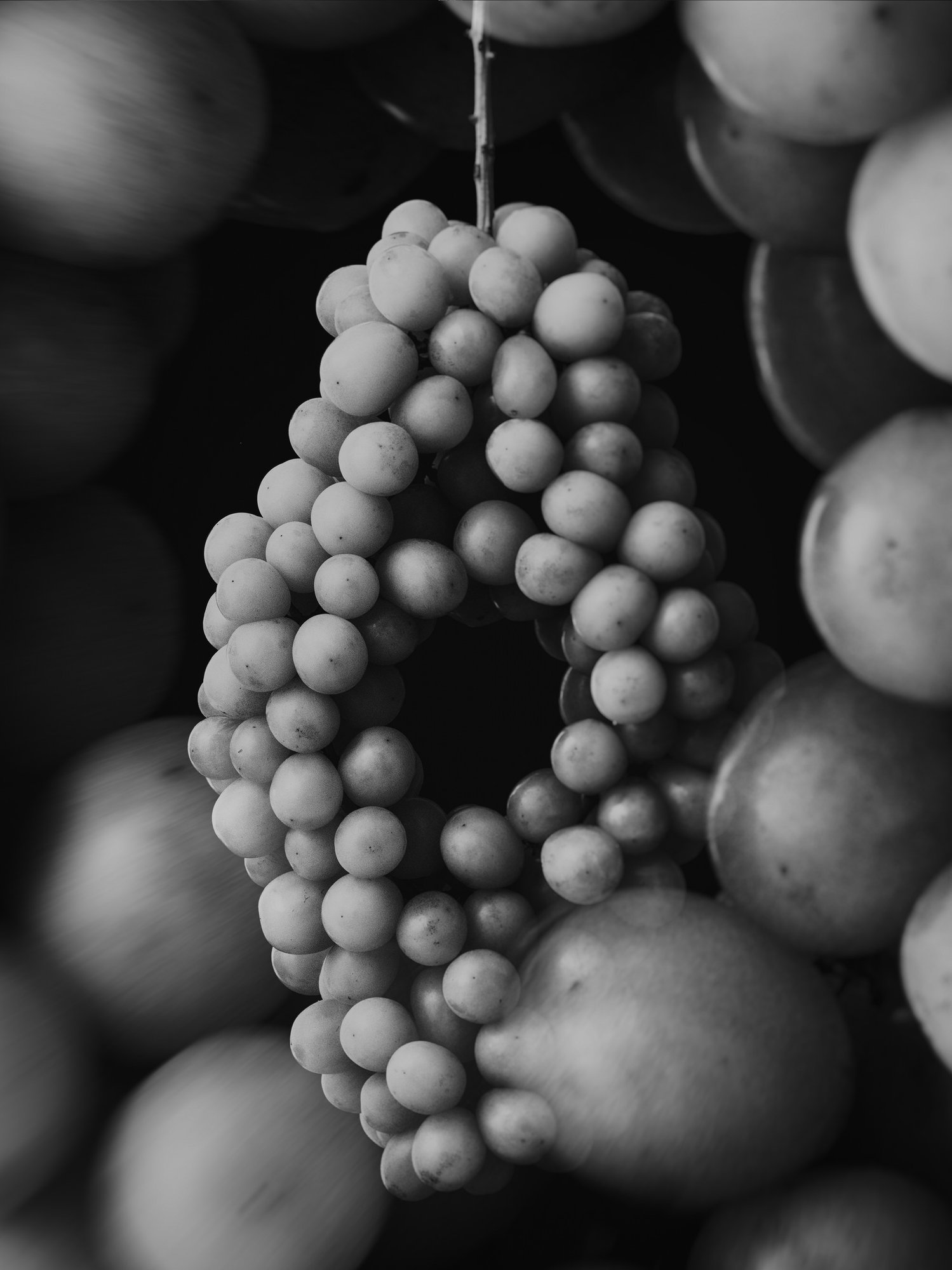 The Vineyard Sculptures: Not Made, But Grown