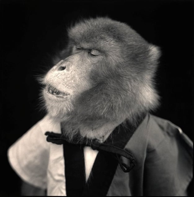 Choromatsu, Suo Sarumawashi © Hiroshi Watanabe