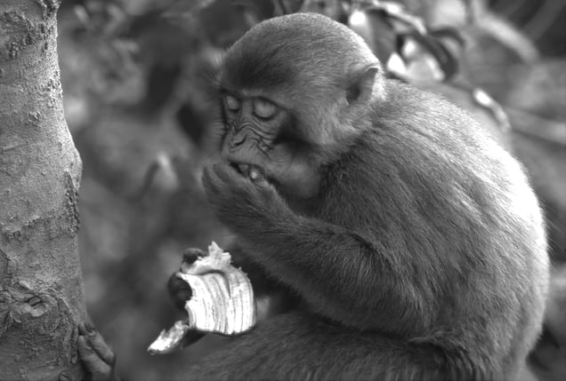 Monkey absorbed in eating banana