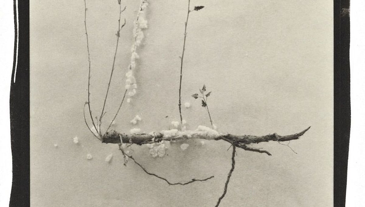 Botanical Specimen with Salt (Wildflower No. 3) © Claire A. Warden