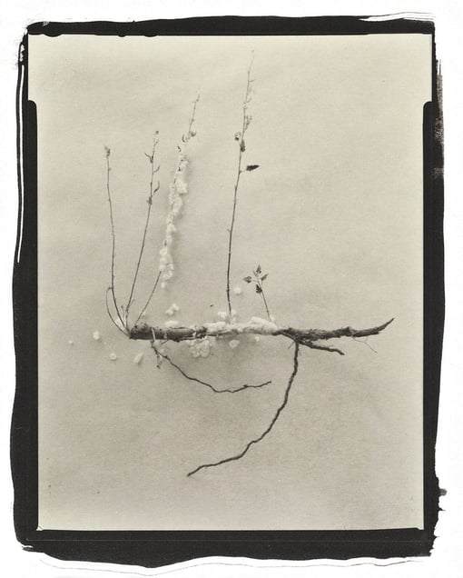Botanical Specimen with Salt (Wildflower No. 3) © Claire A. Warden
