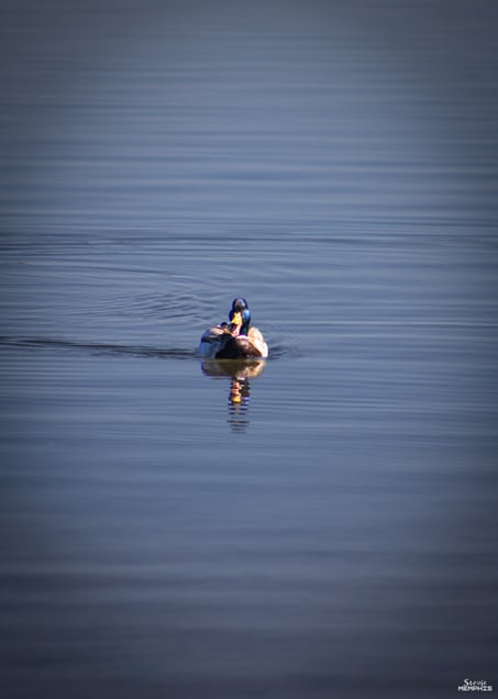 Mallard V