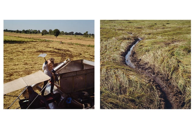 Rice harvest. Nong Bua, Nakhon Sawan. © Luke Duggleby 2025