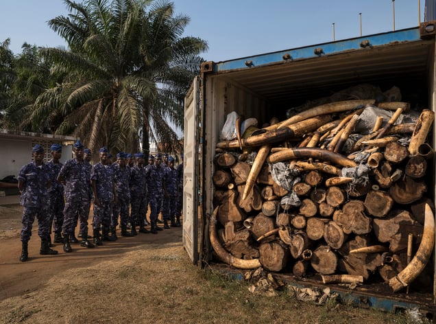 A container filled with tons of illegal ivory. Togo is seen as a new opportunity by ivory smugglers with its new deep water port. Yet, customs officers with new container scanning technology have made the efforts of these smugglers more difficult. Lome, Togo, 29 January 2014.