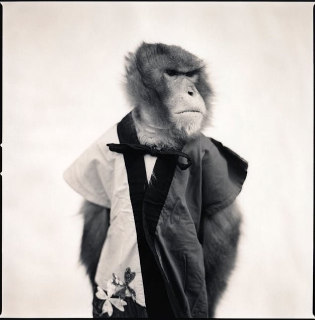 Choromatsu 2, Suo Sarumawashi © Hiroshi Watanabe