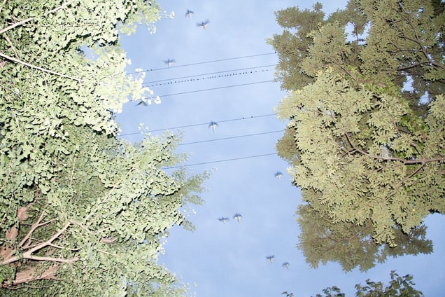 From the photo series "Tokyo Parrots" © Yoshinori Mizutani