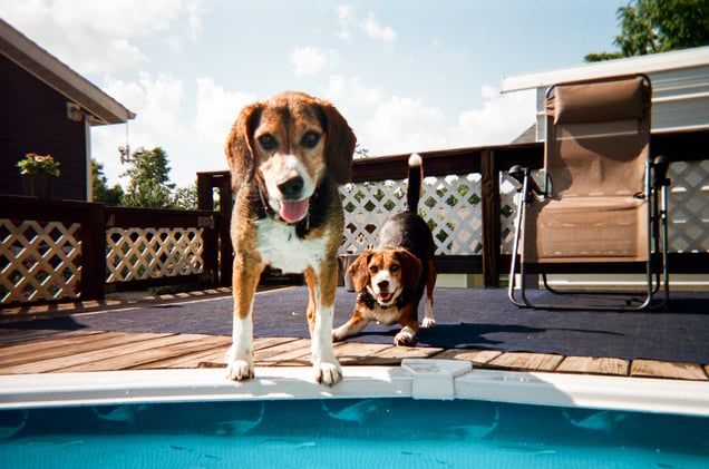 Beagles at the Pool, 2025.