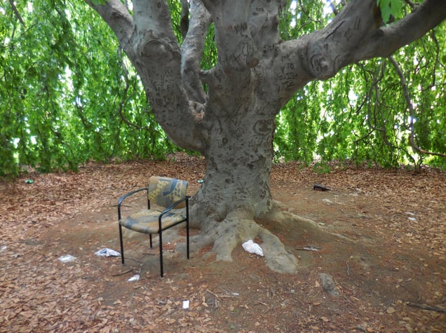 Weeping Beech Tree