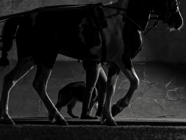 A homage to Elliot Erwitt.