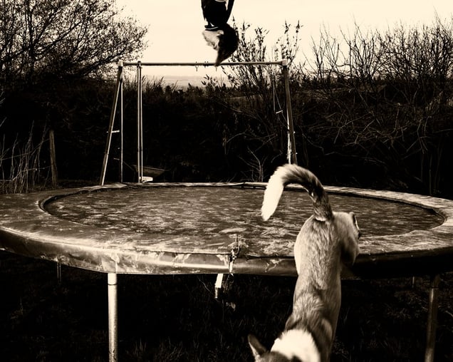 Dom' and Dog.