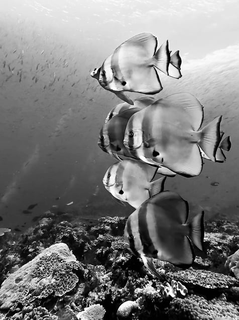 Il mondo sotto - The world below