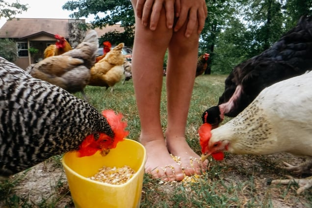Chicken Scratch
