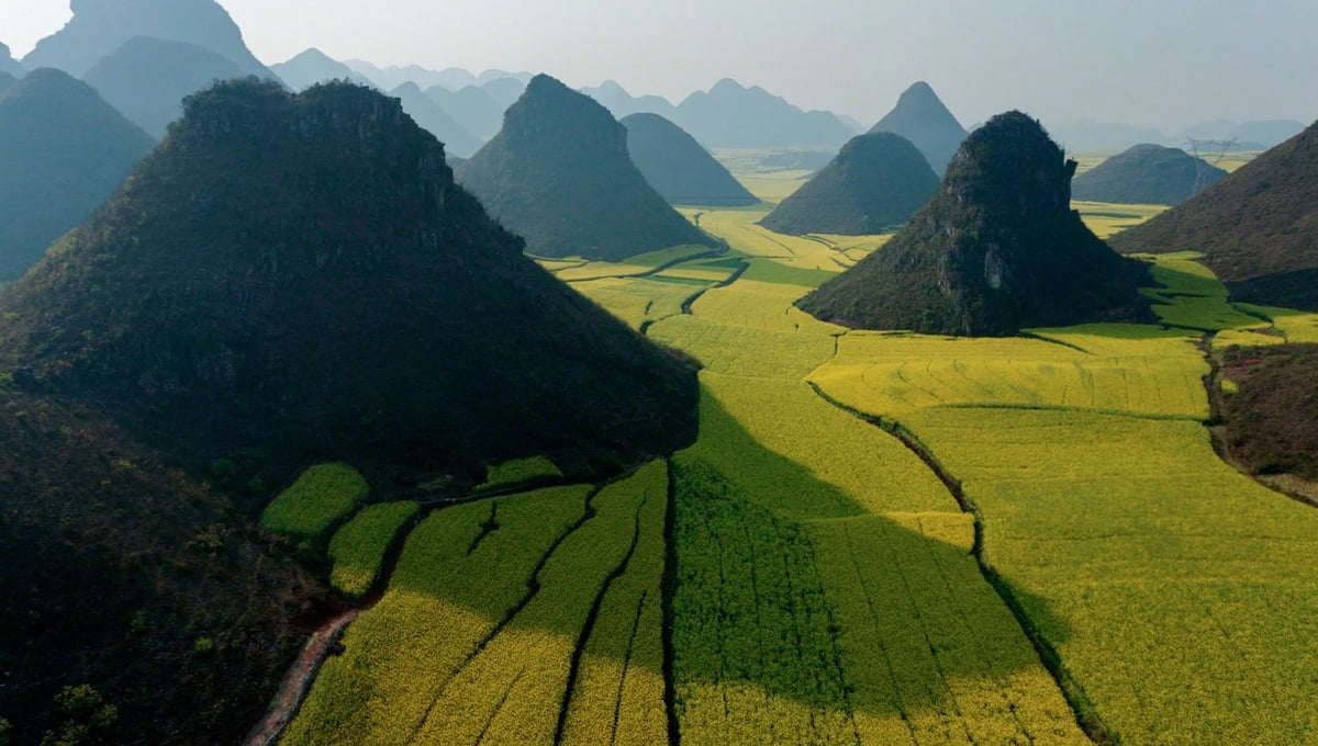 Views of small limestone hills punctuating privately owned fields of rape plants in flower. The rape seed is harvested for cooking oil, the rape stalks are turned into housing insulation, and honey is produced from the flowers by hives of bees brought in by migratory beekeepers. Luoping, China, 2007 © George Steinmetz, National Geographic