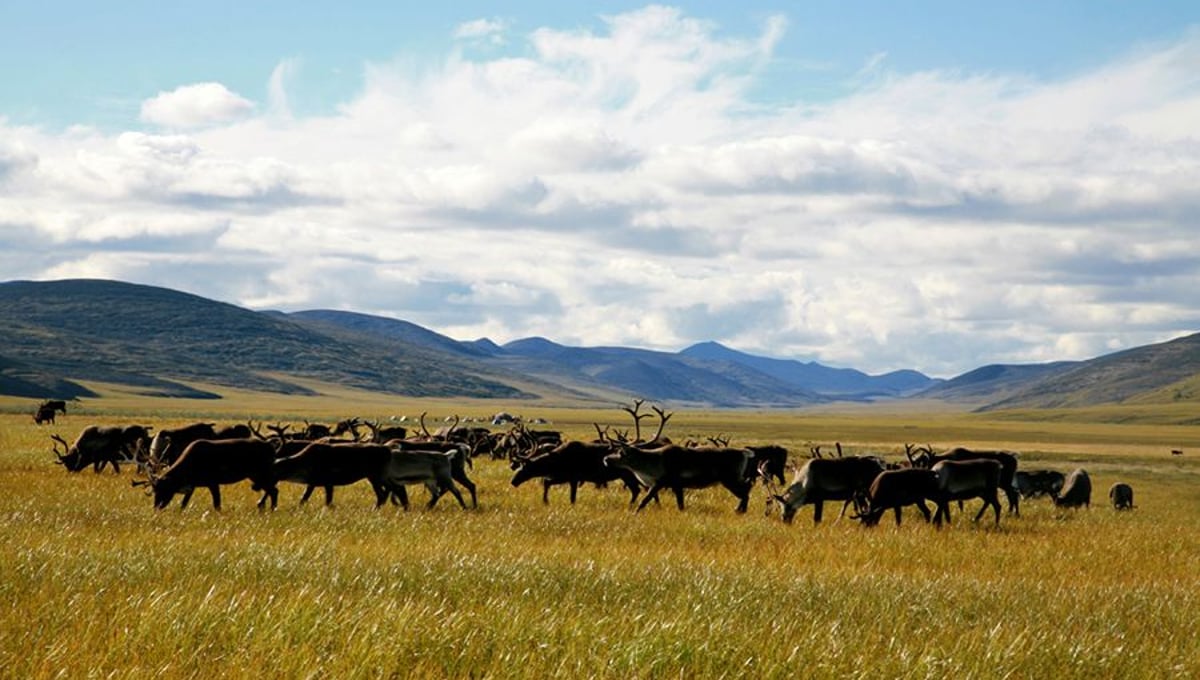 Reindeer pasture. Bulunskiy ulus. August, 2008 © Evgenia Arbugaeva