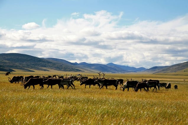 Reindeer pasture. Bulunskiy ulus. August, 2008 © Evgenia Arbugaeva