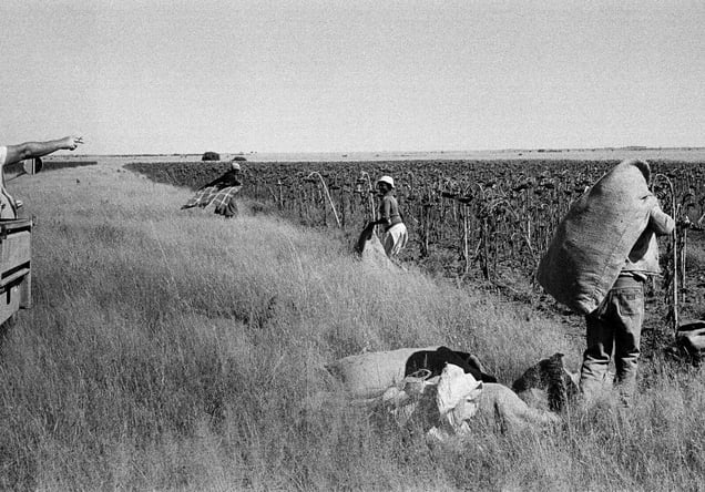 Sunflowers harvest, Vaalrand farm, Bloemhof, 1988 © Santu Mofokeng, courtesy of Huis Marseille