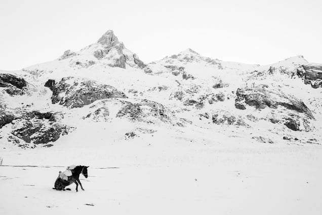 "A donkey is getting up after rolling in the snow in the mountains in Albania". From the Series "Whiteout"