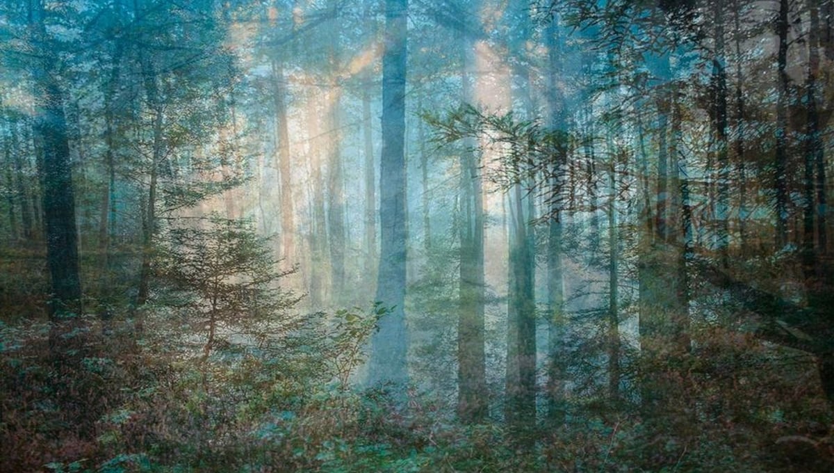 Four Years out of a Death Row Sentence (Forest) © Amy Elkins