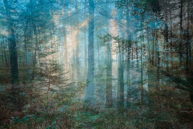 Four Years out of a Death Row Sentence (Forest) © Amy Elkins