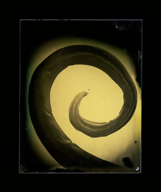 Ascaris lumbricoides © Marcus DeSieno