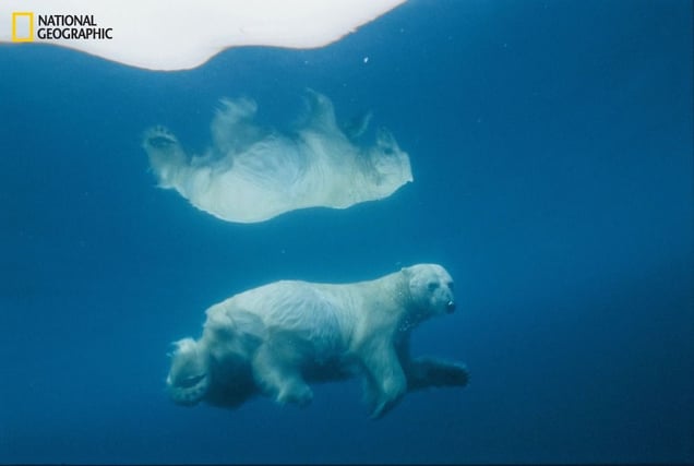 Its image mirrored in icy water, a polar bear travels submerged—a tactic often used to surprise prey. Scientists fear global warming could drive bears to extinction sometime this century. From the October 125th anniversary issue of National Geographic magazine © Paul Nicklen/National Geographic