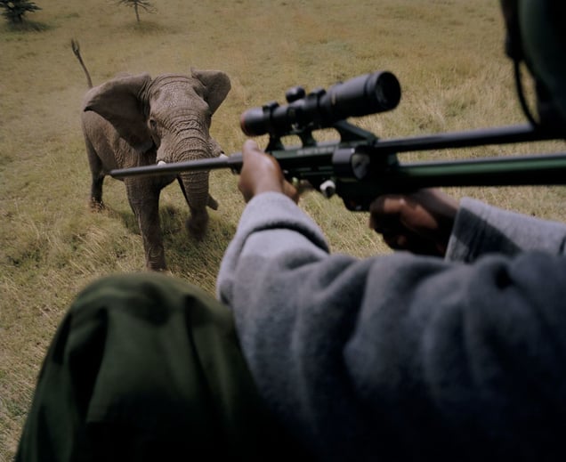 darting elephant, ol pejeta conservancy, northern kenya-from the series 'with butterflies and warriors'-David Chancellor