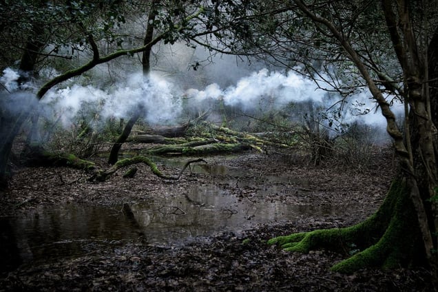 Between The Trees 9 © Ellie Davies