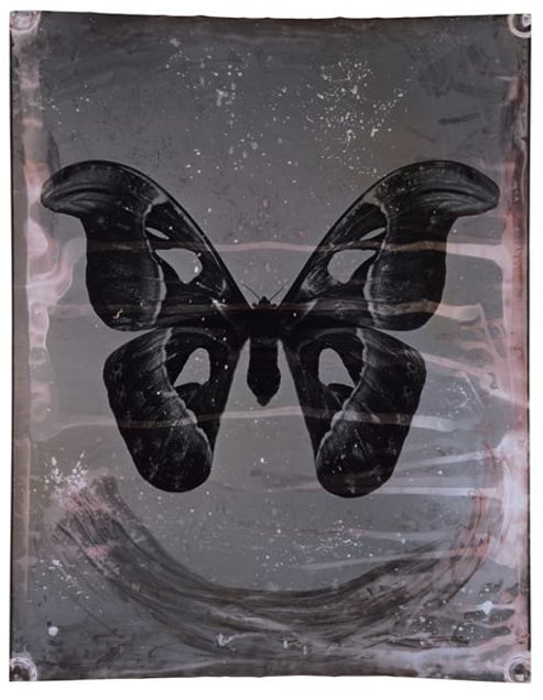 Attacus Atlas
163 x 127 cm
2009 © Jeff Cowen