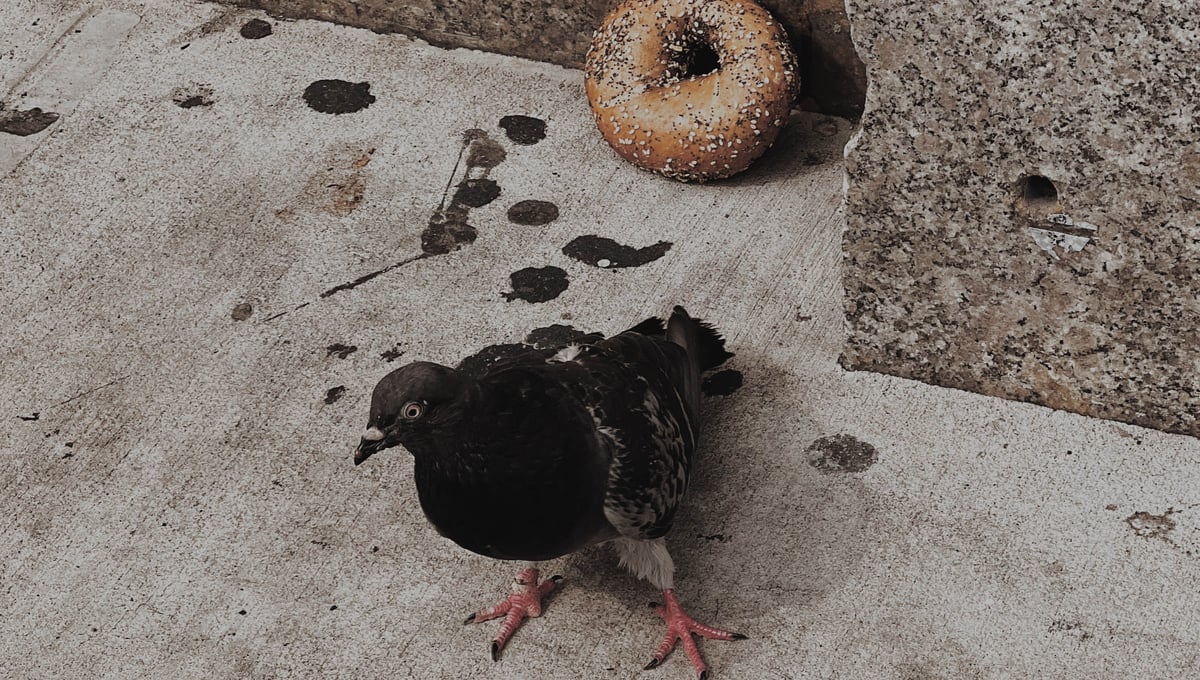 Bagel and Cigarette on Delancey
