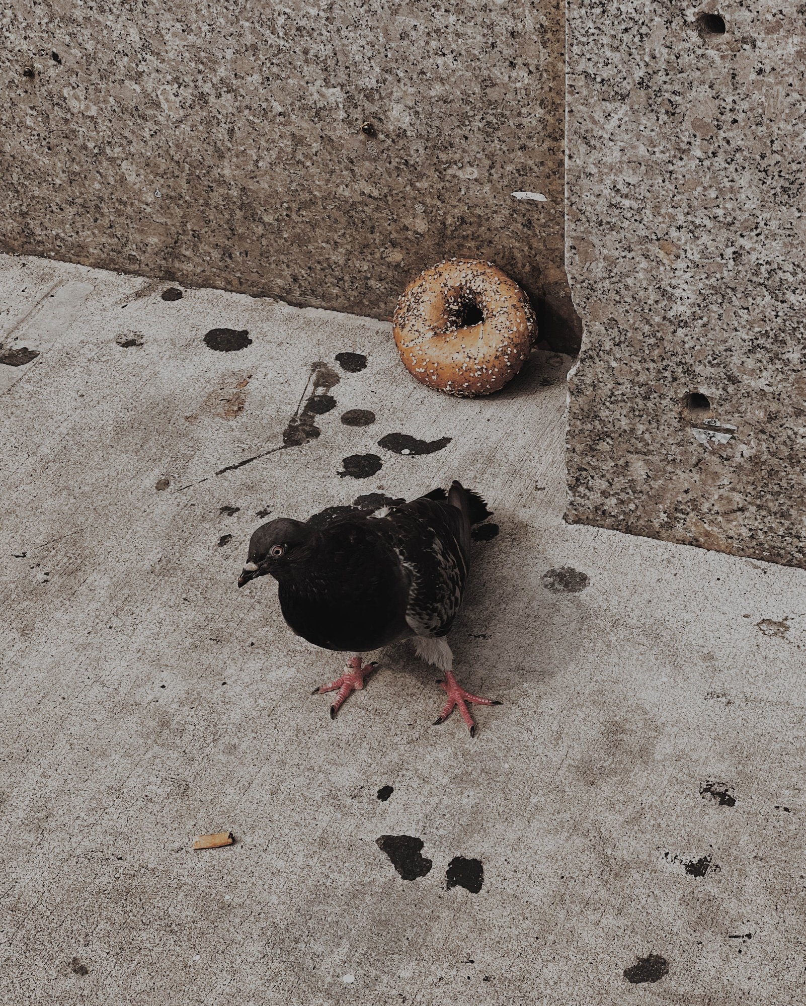 For The Birds