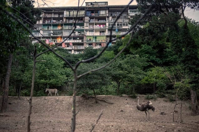 Tbilisi, Georgia. An ostrich and a zebra walk in the grounds of Tbilisi Zoo, overlooked by a Soviet era apartment block© Petrut Calinescu