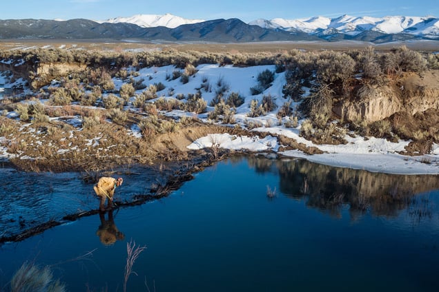 Jay tries to demolish the dam beavers made, Upper Reese River, Nevada 2016