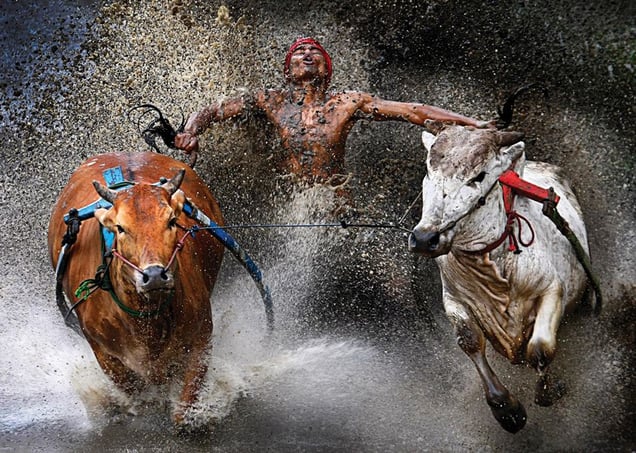 1st Prize Sports  Sports Action Single © Wei Seng Chen, Malaysia. Pacu Jawi Bull Race, Indonesia. 12 February 2012, Batu Sangkar, West Sumatra, Indonesia. A jockey, his feet stepped into a harness strapped to the bulls and clutching their tails, shows relief and joy at the end of a dangerous run across rice fields. The Pacu Jawi (bull race) is a popular competition at the end of harvest season.