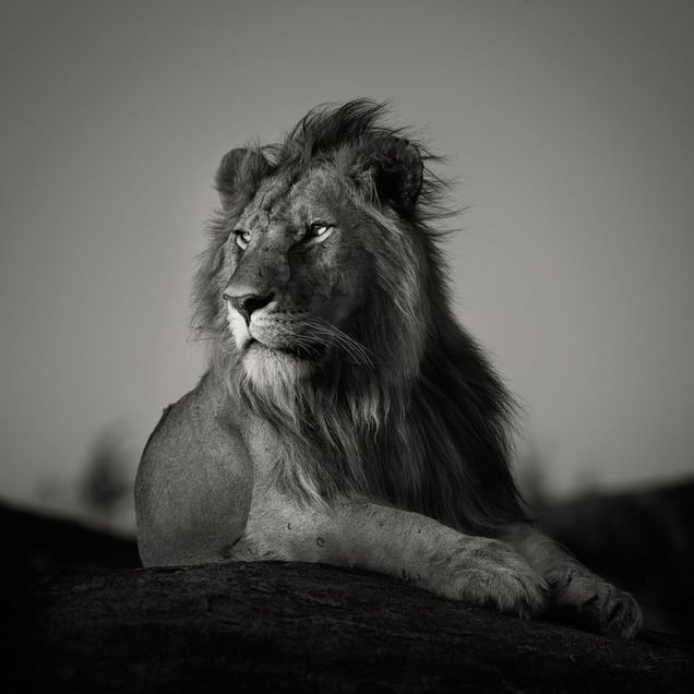 "Portrait of a nomad lion." Masai mara, Kenya.