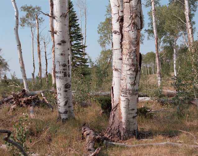 Jack Creek, Wyoming