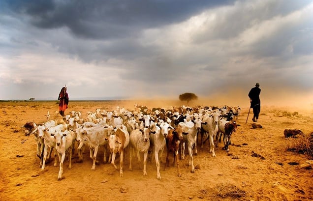 © Johan Ensing (Netherlands) Masaai shepherds with their goats on the dry plains of Amboseli. Honorable Mention, LensCulture Exposure Awards 2009