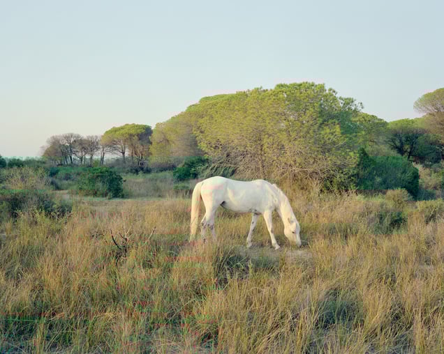 Cheval Camarguais – Presqu’Île du Ponant – La Grande Motte – 2021