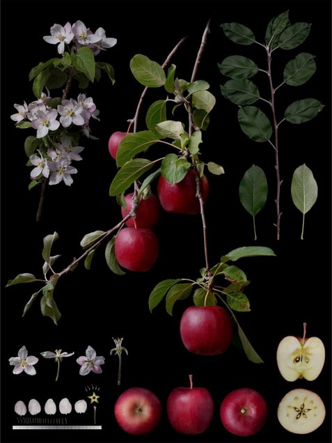 Malus pumila Mill.'No name' Natural hybrid seedling of Propina