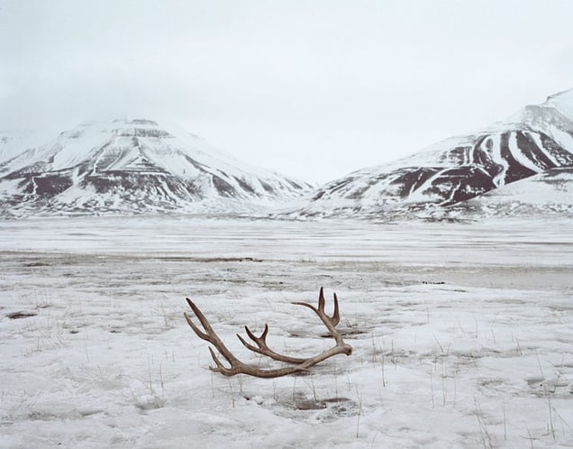 Reindeer Antlers