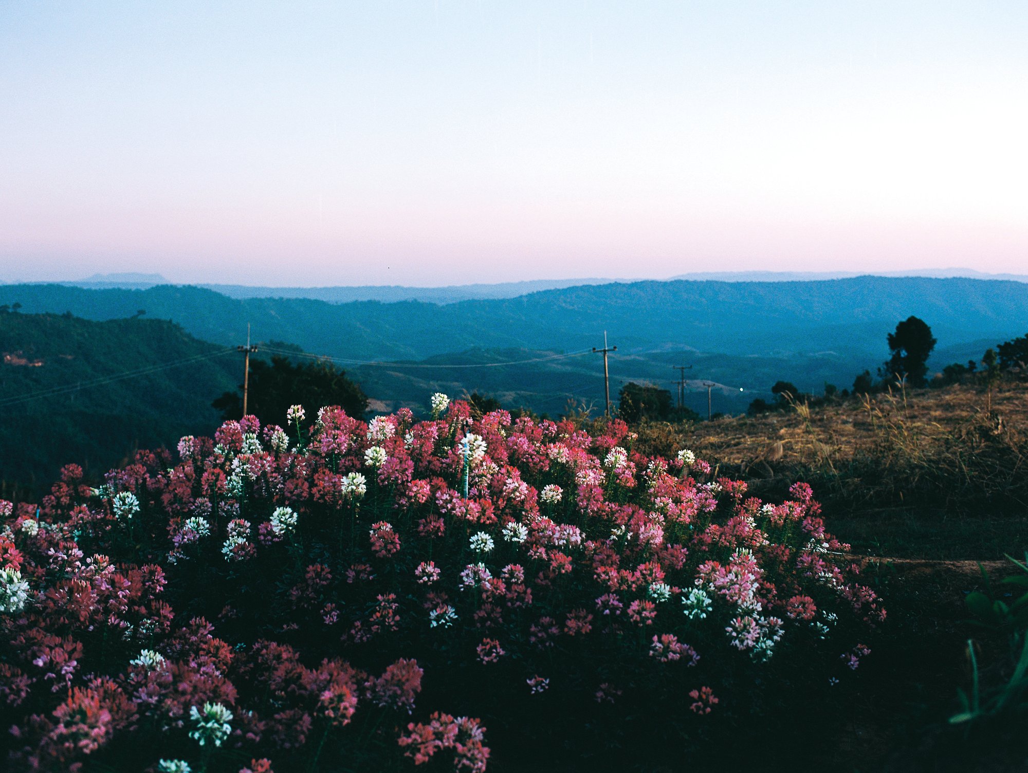 The Afterbloom
