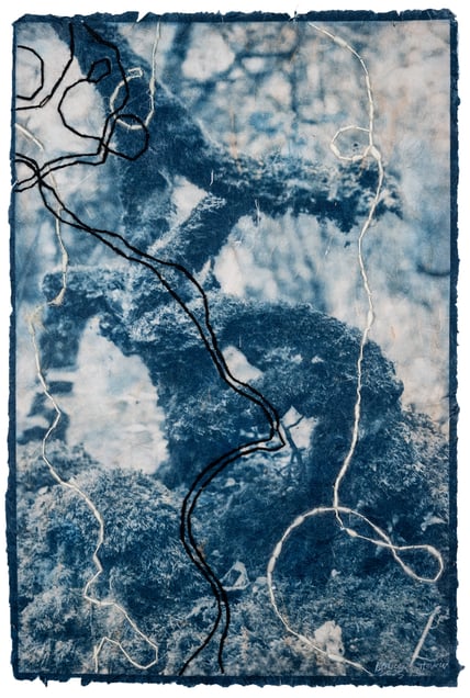 Unknown Ancestors: Branches