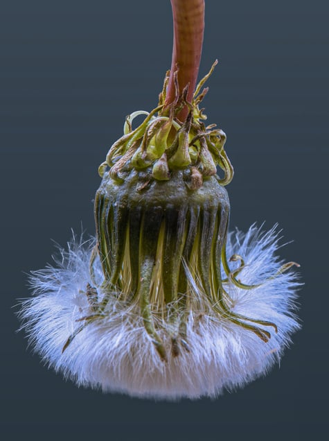 White Dandelion #8