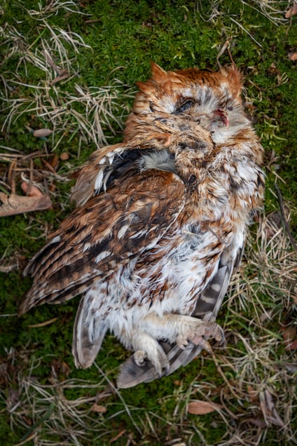 Owl